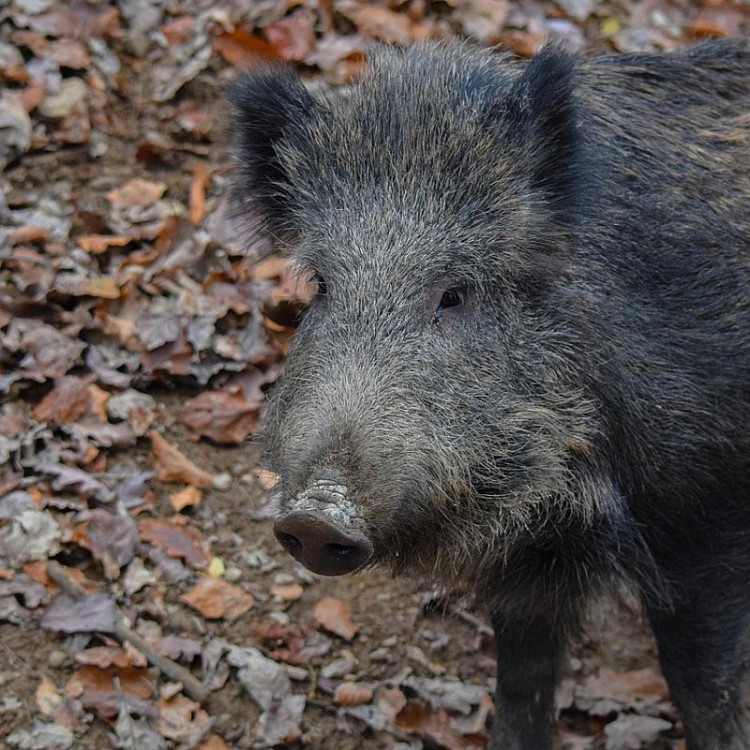 Křest alba Setting This Place on Fire