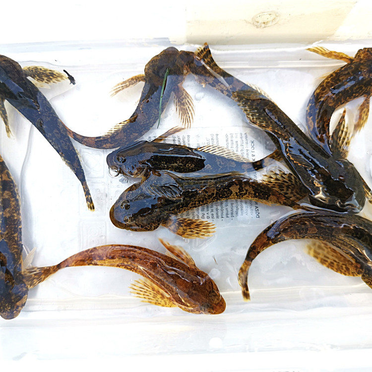 Za historií a rybami podél Mlýnské stoky 