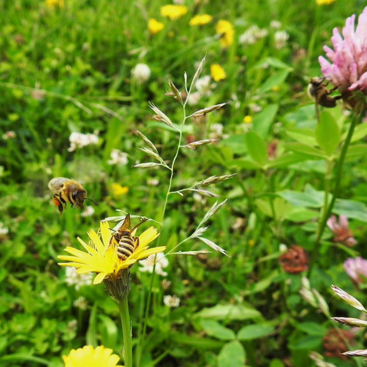 Co se děje v trávě