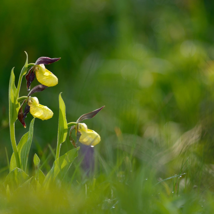 Jak se fotí orchideje 