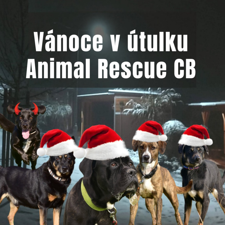 Vánoce v útulku Animal Rescue v ČB