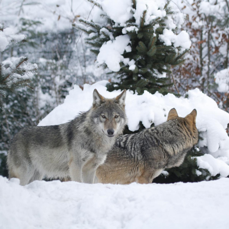 Jarní prázdniny v Zoo Hluboká
