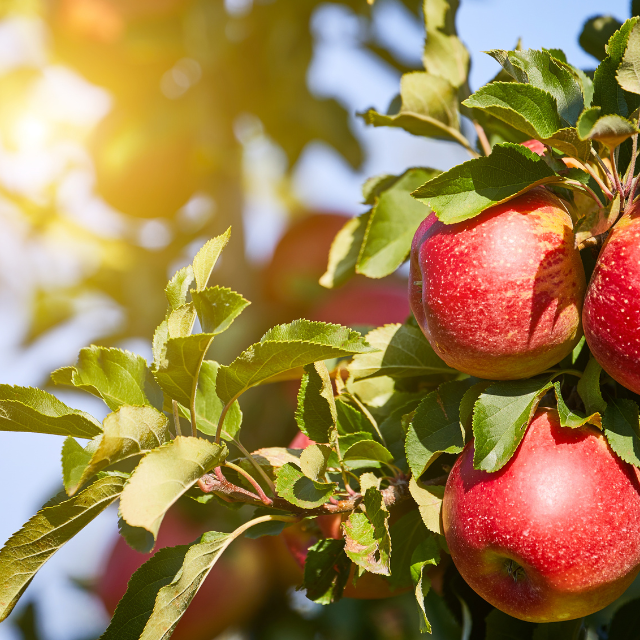 Ovocné stromy v zahradě – celodenní workshop s ochutnávkou jablek na Baldýnce