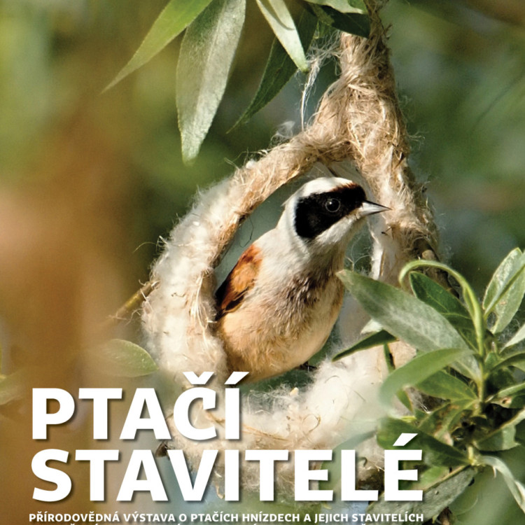 Výstava Ptačí stavitelé