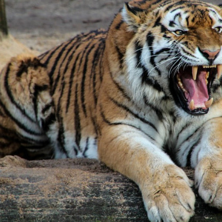 Za vysvědčení do Zoo Tábor
