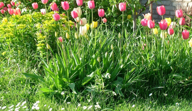 Krásné tulipány