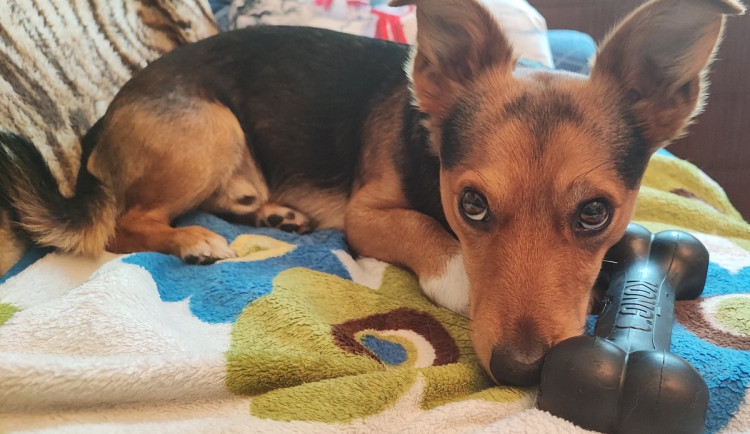 Tříbarevné štěstí