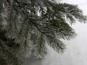 V Jihočeském kraji stále panuje mrazivé počasí, rekordy padly na Temelíně a v Černé v Pošumaví
