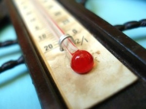 Mrazy v jižních a západních Čechách poškodily hlavně švestky, třešně a višně
