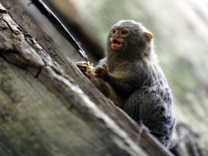 V Zoo na Hluboké se narodila mláďata kosmana zakrslého, nejmenší opice světa