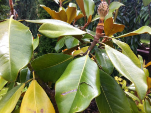 kroupy ničily nejen květiny