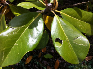 kroupy ničily nejen květiny