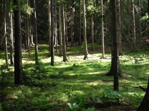 Ekologičtí aktivisté se na Šumavě připoutali ke stromům řetězy
