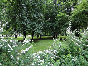 Město má novou zeleň za 800 tisíc korun