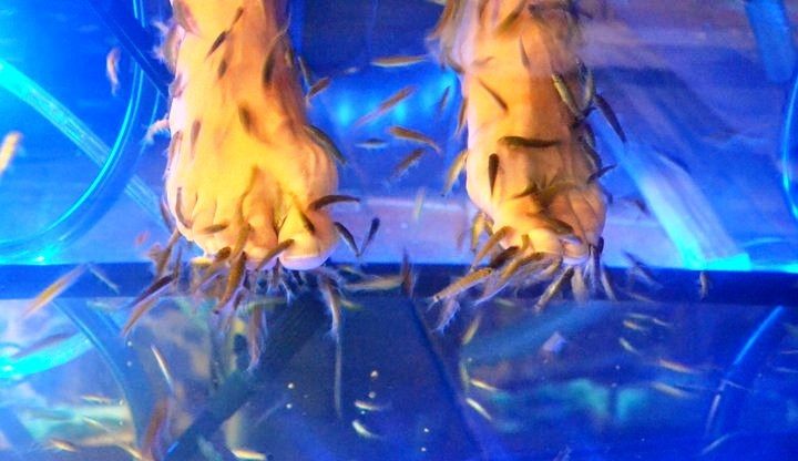 krmení dravé zvěře