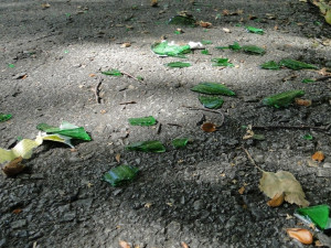 střepy ve Stromovce