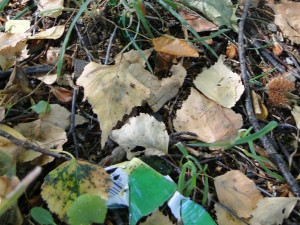 střepy ve Stromovce