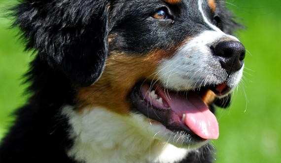 Budějcký víkend pod psa... oprava: pro psa!