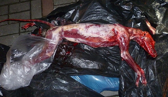 Těla stažená z kůže nalezená v Budějcích patřila stříbrným liškám. Foto: MP ČB