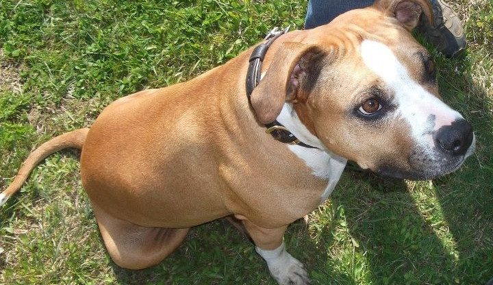 Pomůžete najít ztracenou fenku Amálku?