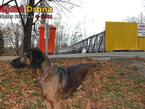 Uzavřená lávka mezi Budvar arénou a budějckou sportovní halou