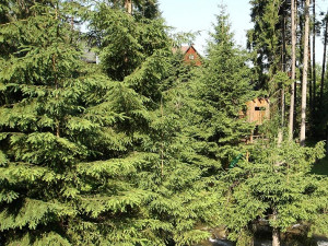 Policisté definitivně ukončili řádění zloděje dřeva