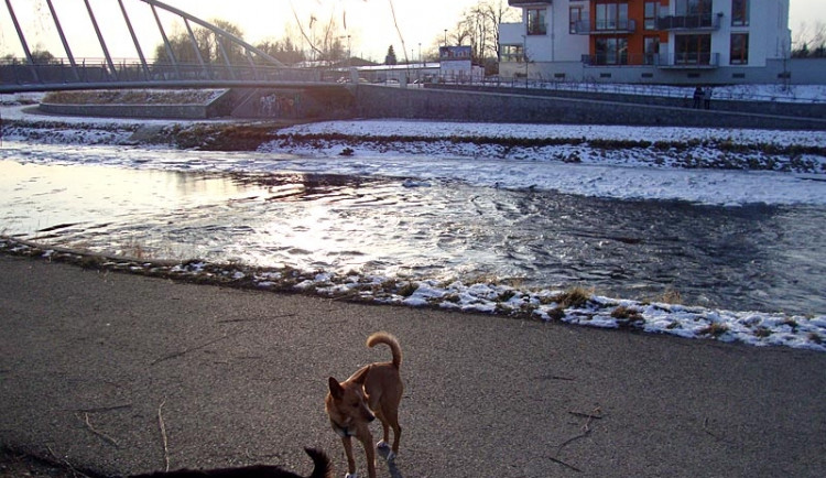 „Městská vyhláška o chovu zvířat je víceméně na nic!“