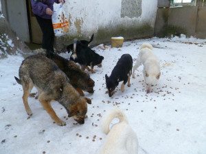 Krmení vyhladovělých psů