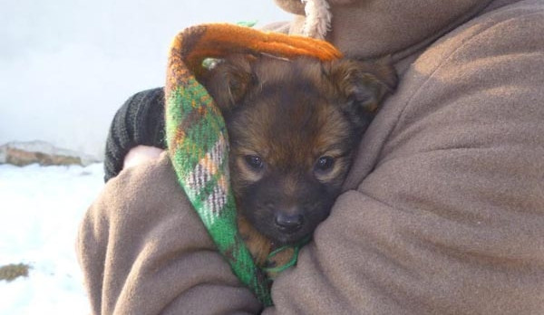 Jedno ze psích miminek