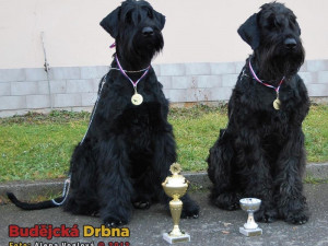 Oblastní výstava psů v Českých Budějovicích