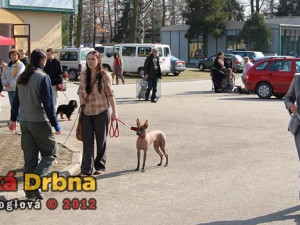 Oblastní výstava psů v Českých Budějovicích