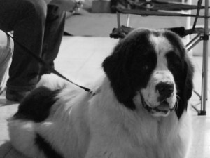 Oblastní výstava psů v Českých Budějovicích