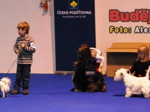 Oblastní výstava psů v Českých Budějovicích