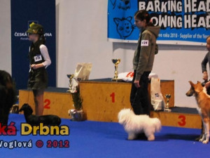 Oblastní výstava psů v Českých Budějovicích