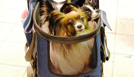 Oblastní výstava psů v Českých Budějovicích