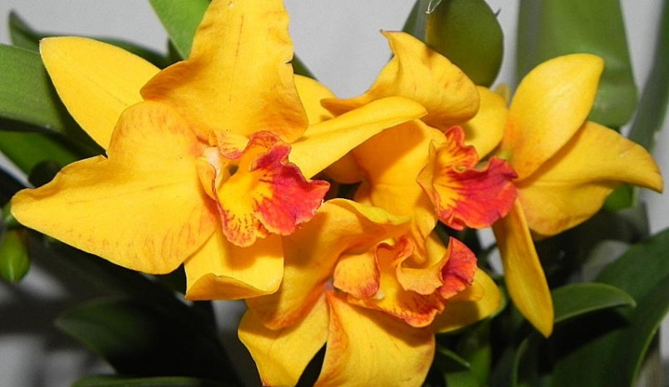 Na výstavu orchidejí se můžete vydat už v pátek