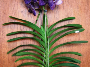 Výstava orchidejí v DK Metropol