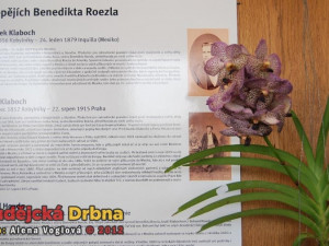 Výstava orchidejí v DK Metropol