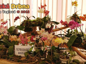 Výstava orchidejí v DK Metropol