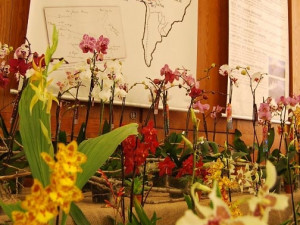 Výstava orchidejí v DK Metropol