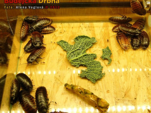 Výstava orchidejí v DK Metropol