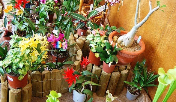 Výstava orchidejí v DK Metropol