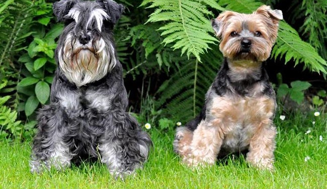 Výstaviště bude o víkendu patřit psím šampionům krásy