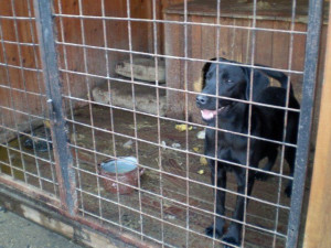 Otřesné podmínky útulku v Týně nad Vltavou