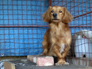 Kříženka jezevčíka