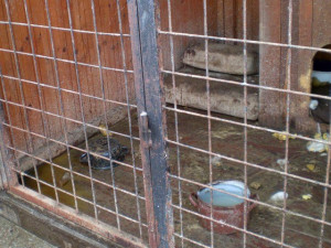 Otřesné podmínky útulku v Týně nad Vltavou