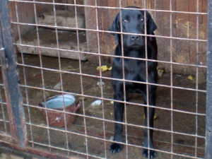 Na vltavotýnské Liškárně mají psí vězení
