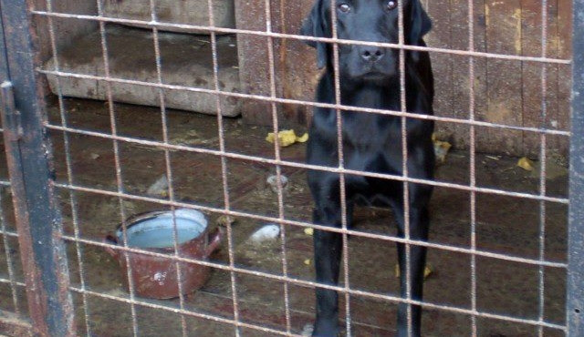 Tento pejsek už našel nový domov