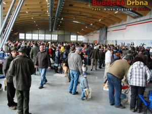 Mezinárodní výstava psů v Českých Budějovicích