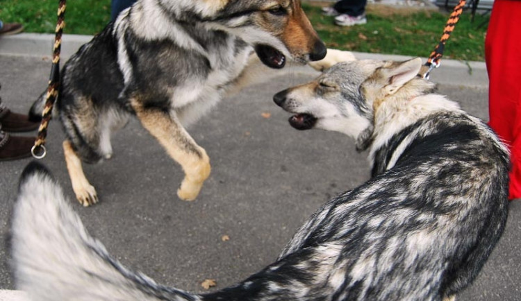 Mezinárodní výstava psů v Českých Budějovicích